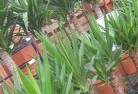Yallingup Sidingplant-nursery-10.jpg; ?>
